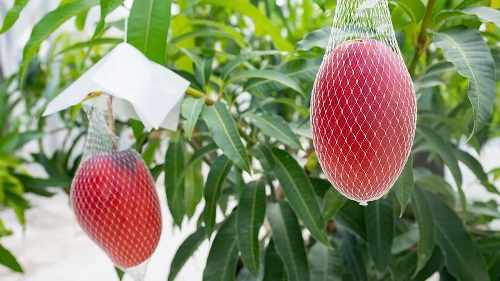 AlonAlonマンゴー 富津産 農薬不使用、7月限定で直売所が限定オープン